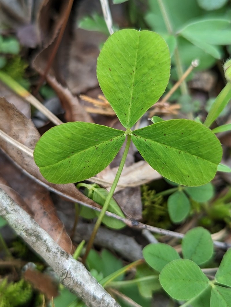 Running Glade Clover photo 8
