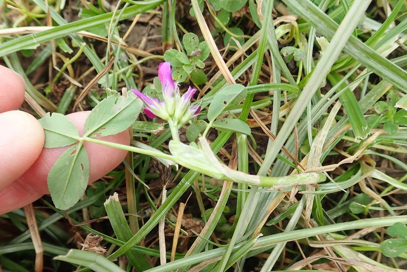 Trifolium calocephalum