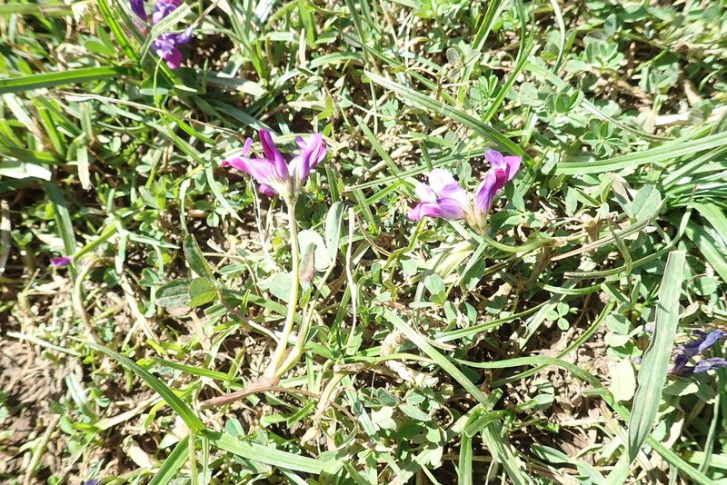 Trifolium calocephalum photo 2