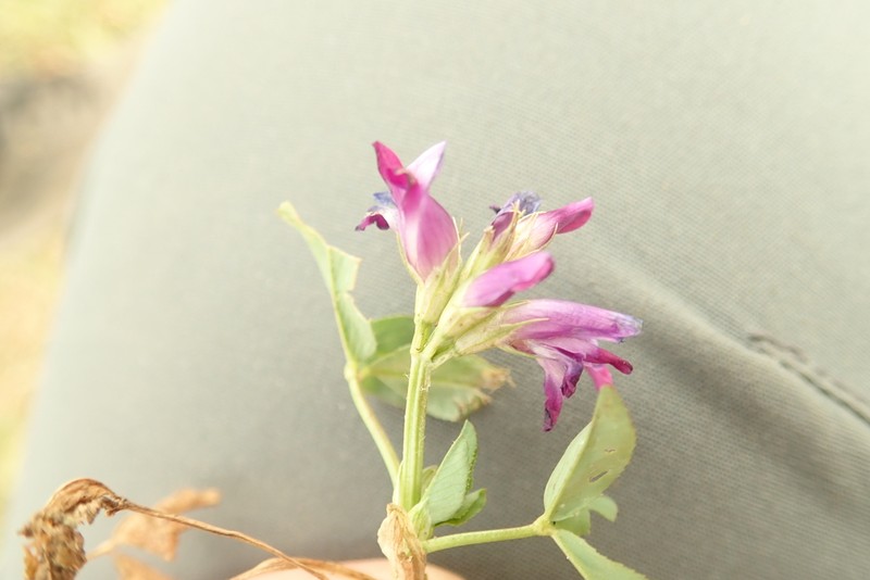 Trifolium calocephalum photo 3