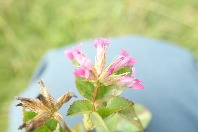 Trifolium calocephalum photo 4