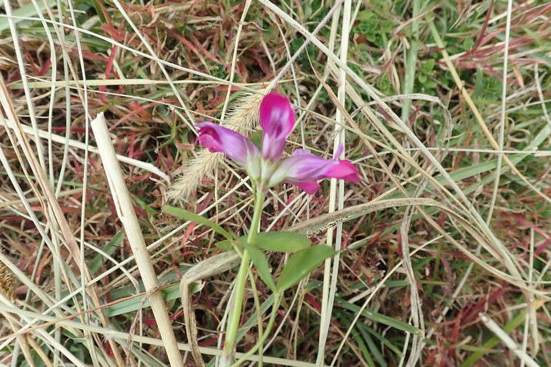 Trifolium calocephalum photo 5