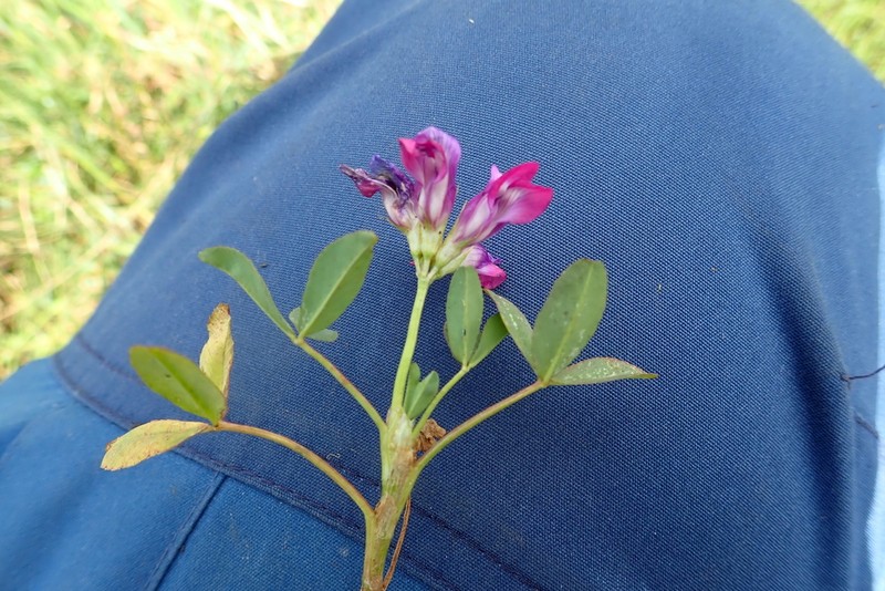 Trifolium calocephalum photo 6