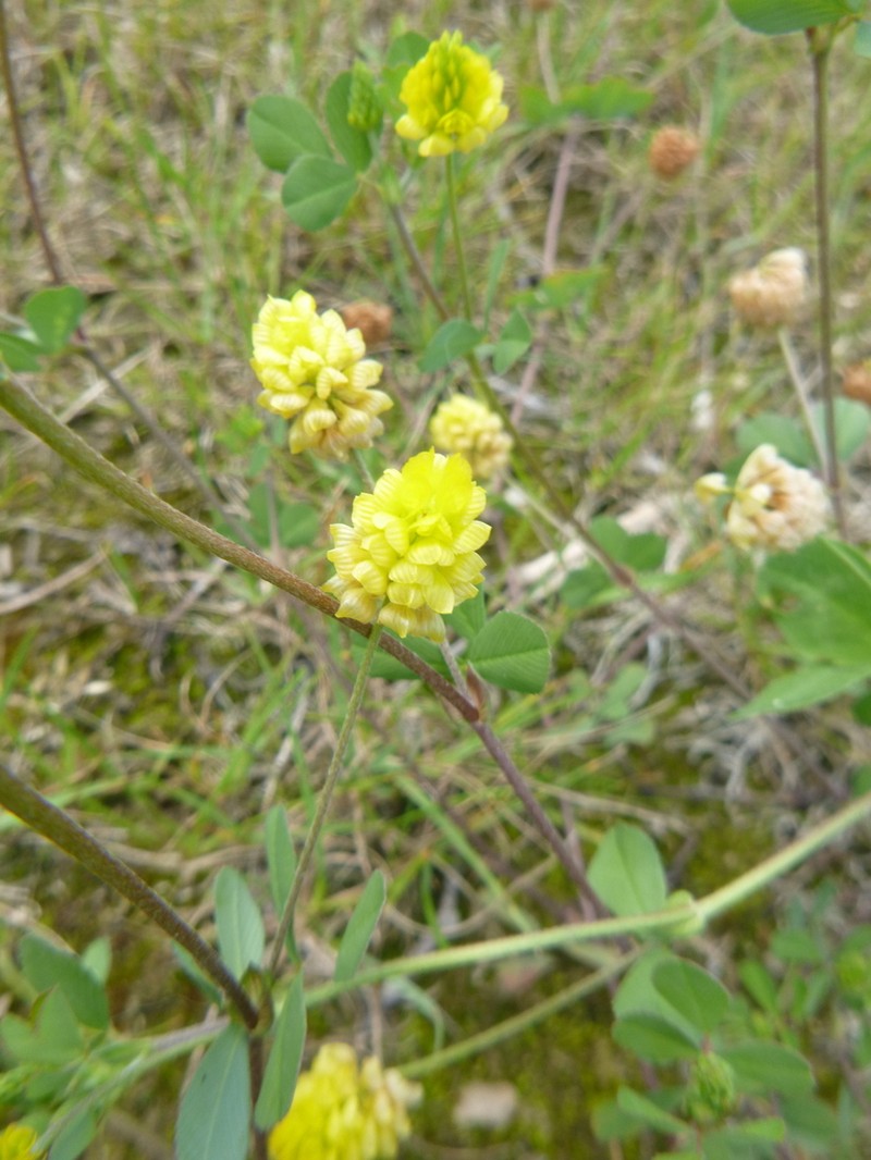 Field Clover photo 4