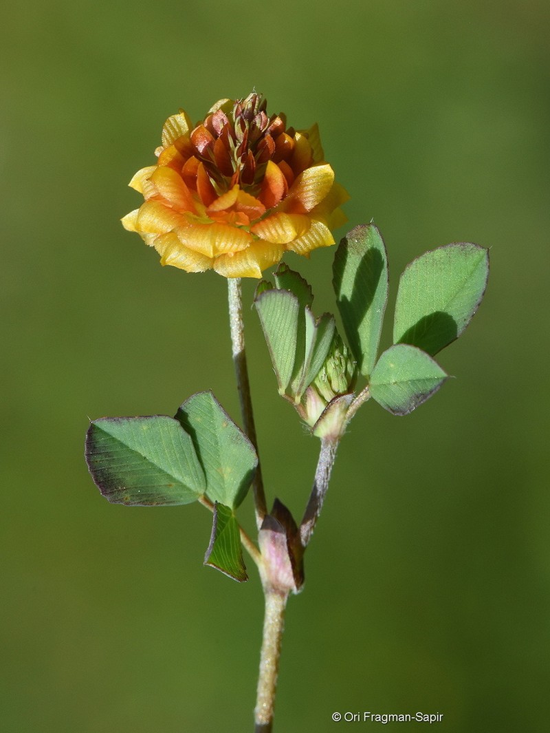 Field Clover photo 5