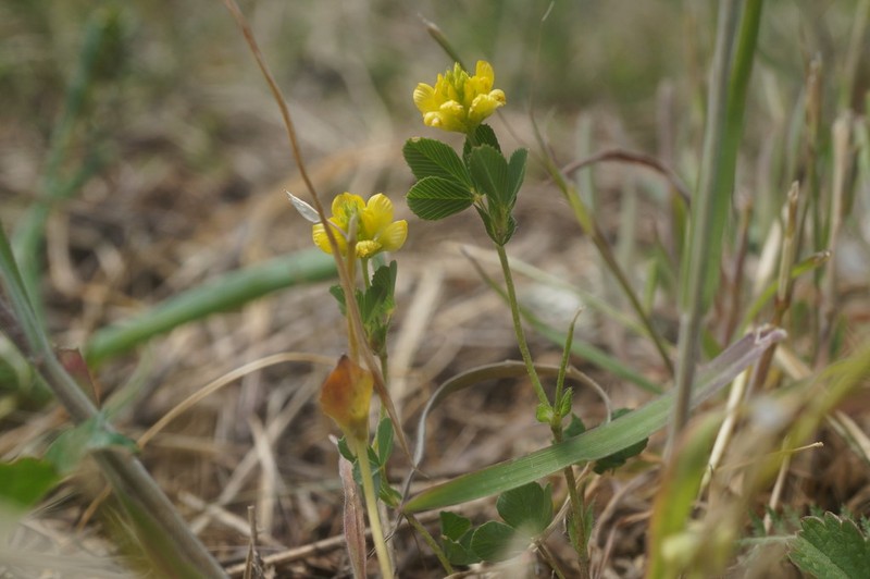 Field Clover photo 6