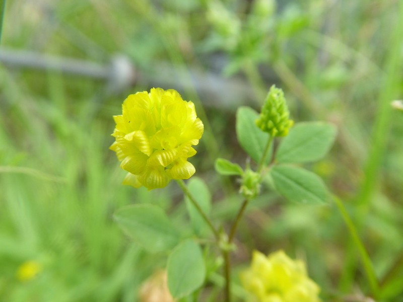 Field Clover photo 8