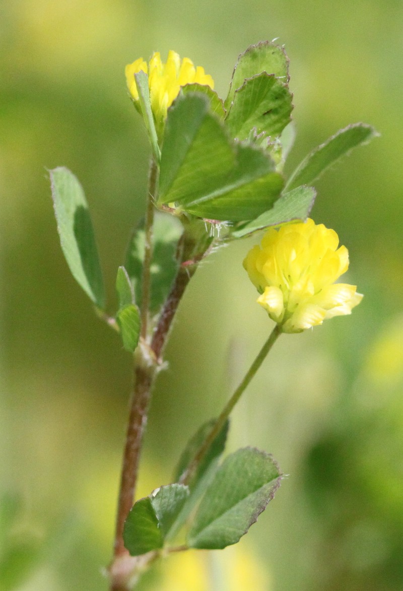 Field Clover photo 4