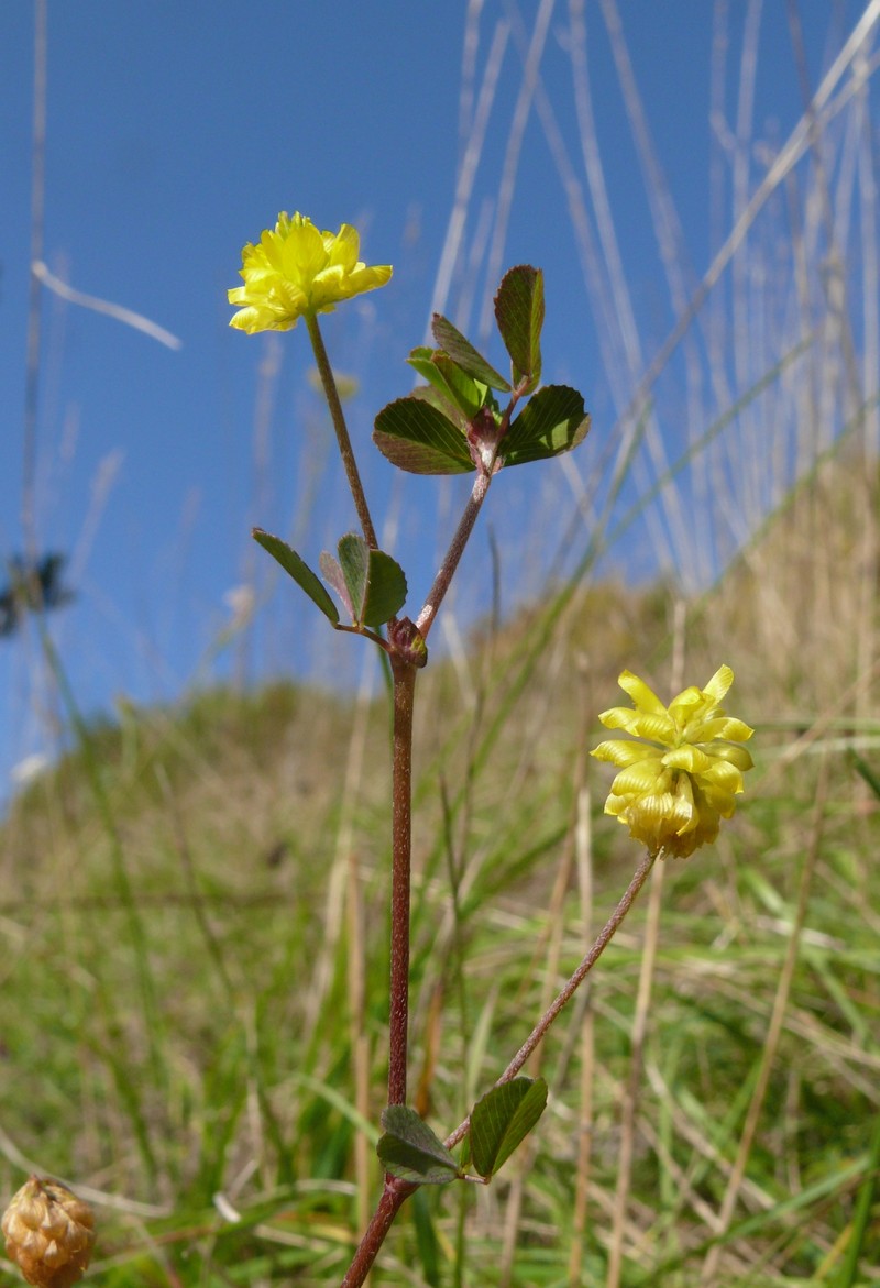 Field Clover