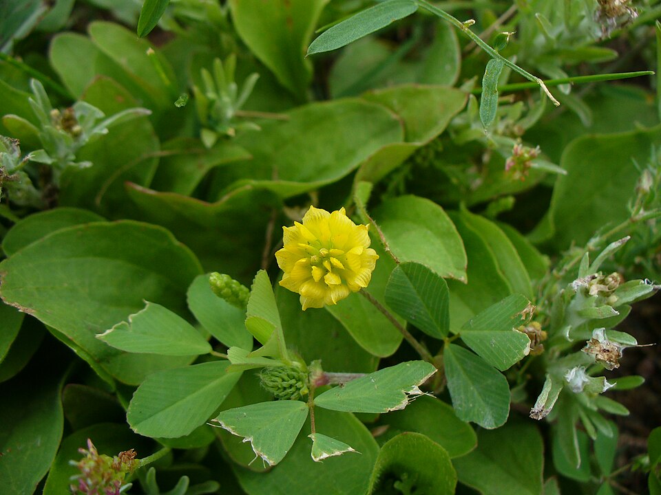 Field Clover photo 5