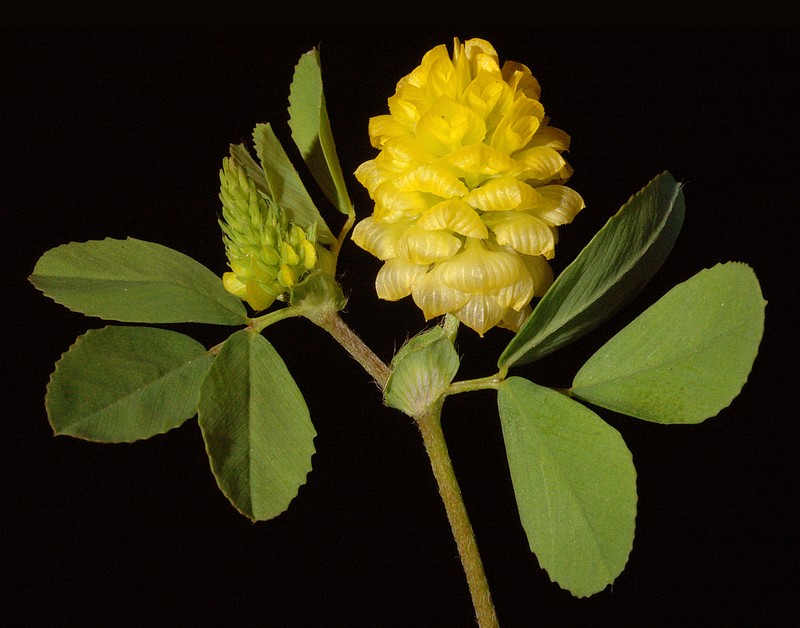 Field Clover photo 2