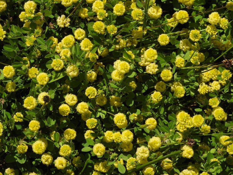 Field Clover photo 3