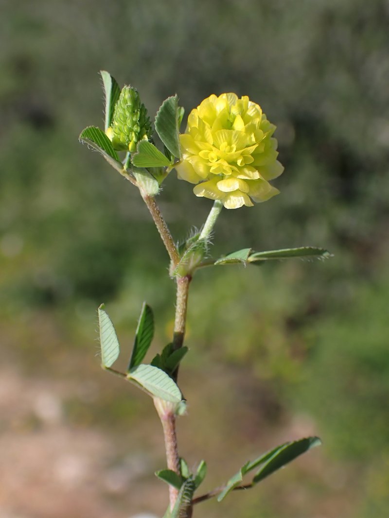 Field Clover photo 6