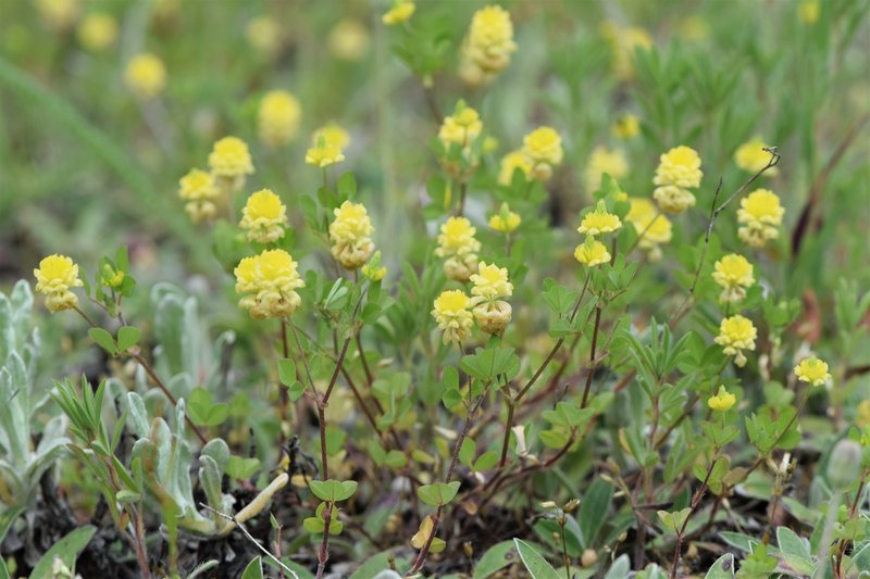 Field Clover photo 7