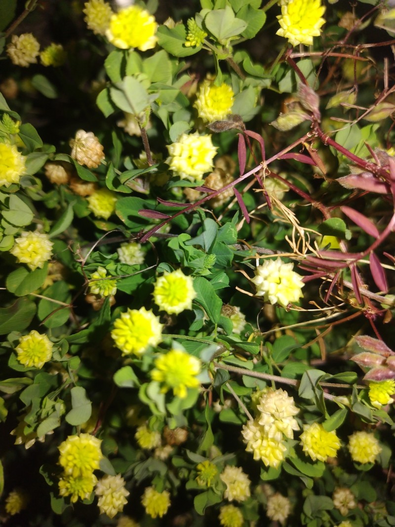 Trifolium campestre subsp. campestre