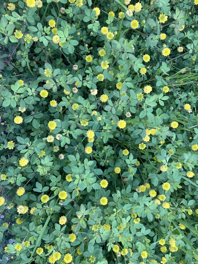 Trifolium campestre subsp. campestre photo 2