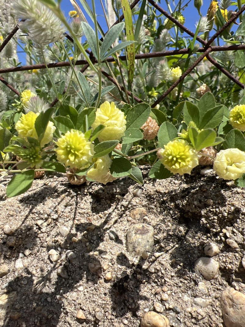 Trifolium campestre subsp. campestre photo 3