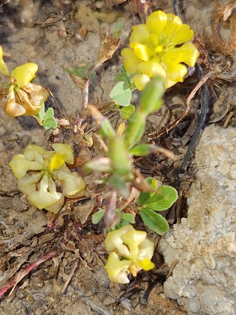 Trifolium campestre subsp. campestre photo 4
