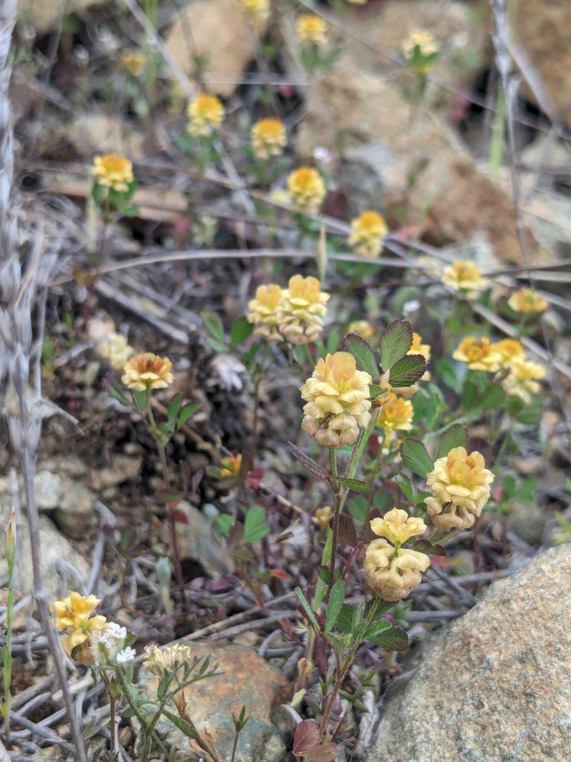 Trifolium campestre subsp. paphium