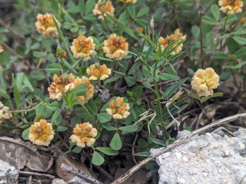 Trifolium campestre subsp. paphium photo 2