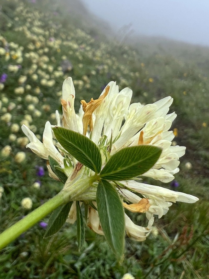 Graying Clover