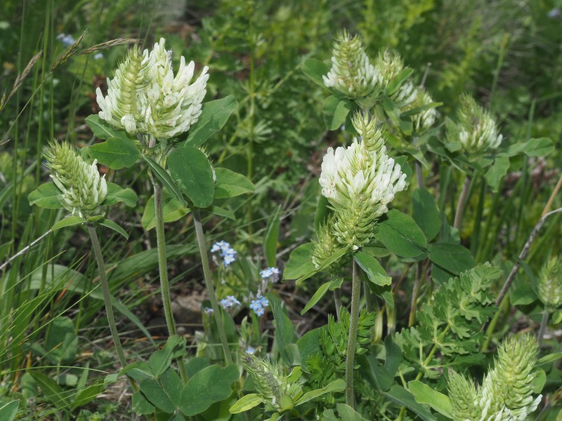 Graying Clover photo 2