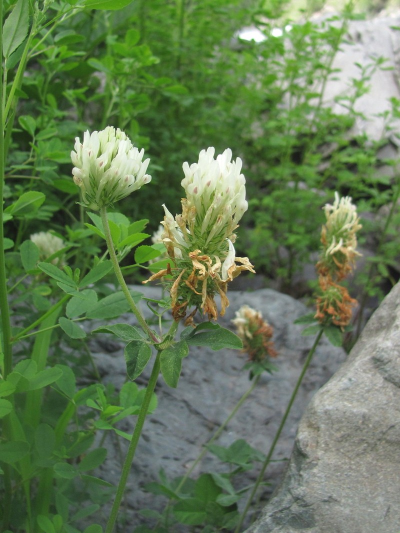 Graying Clover photo 3