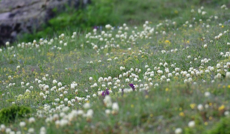 Graying Clover photo 4