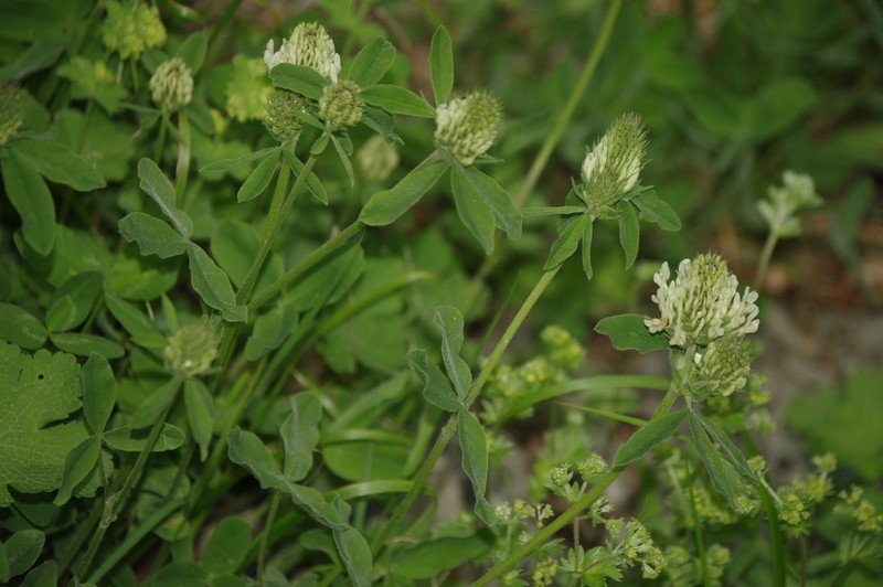 Graying Clover photo 5
