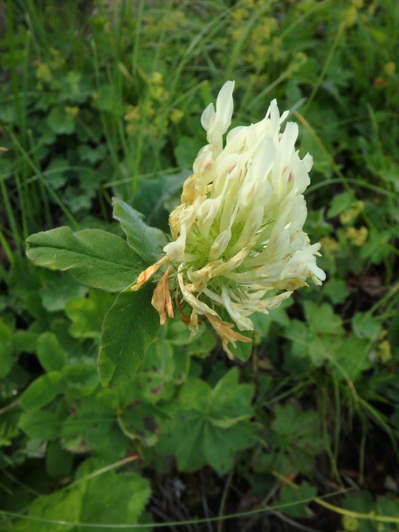 Graying Clover photo 6