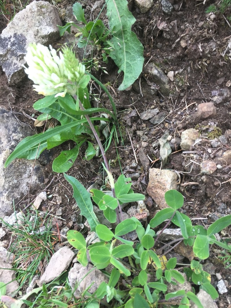 Graying Clover photo 7