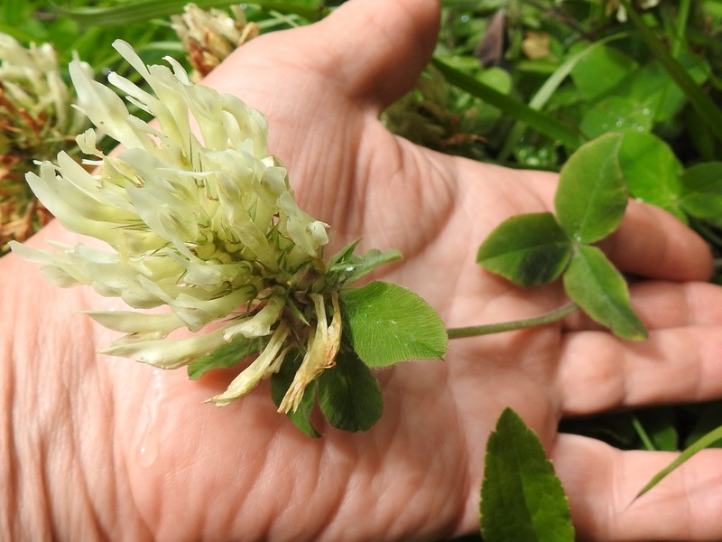Graying Clover photo 8