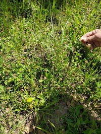 Carolina Clover