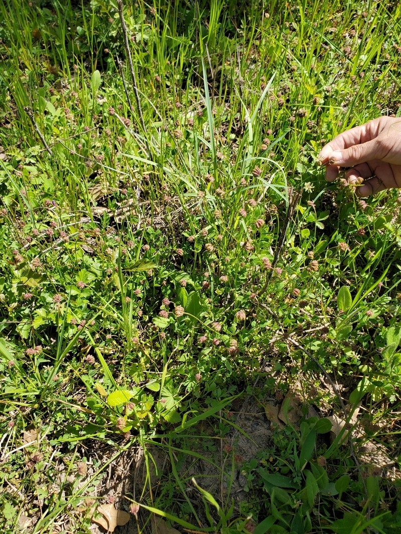 Carolina Clover