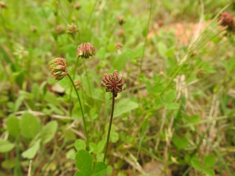 Carolina Clover photo 2