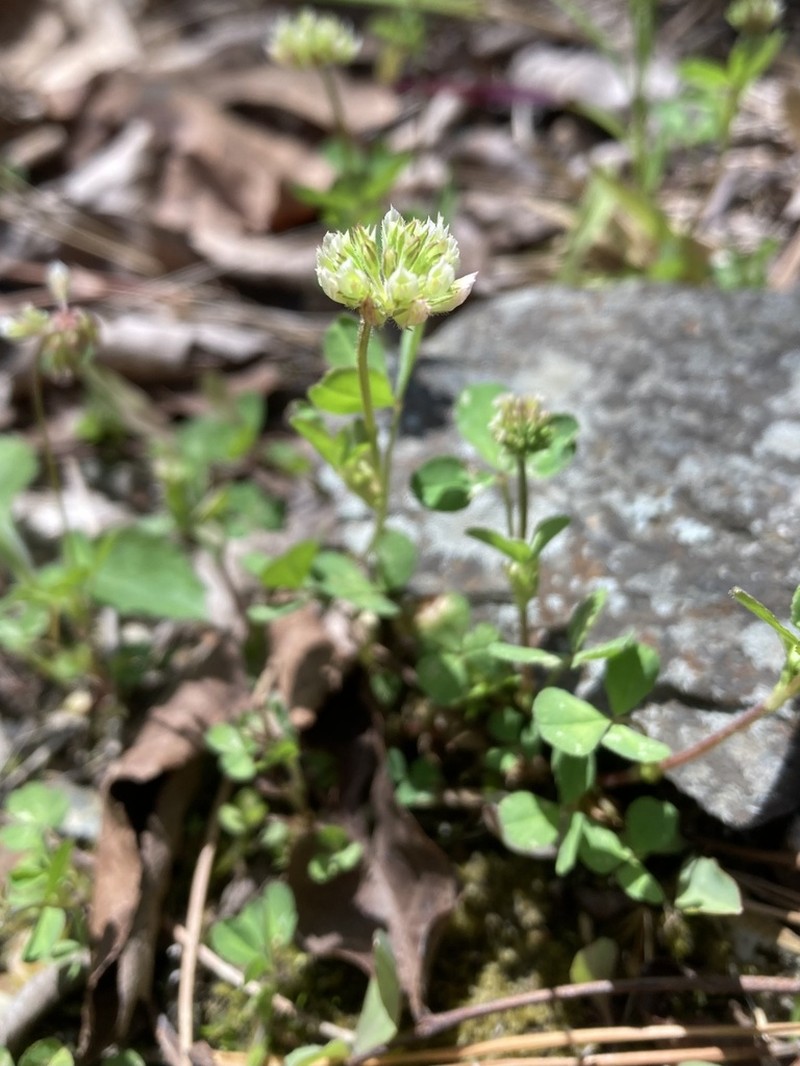 Carolina Clover photo 3