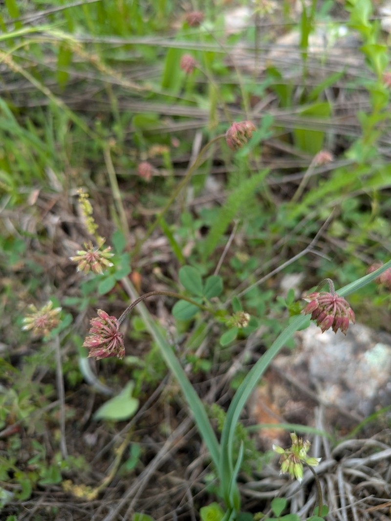 Carolina Clover photo 4