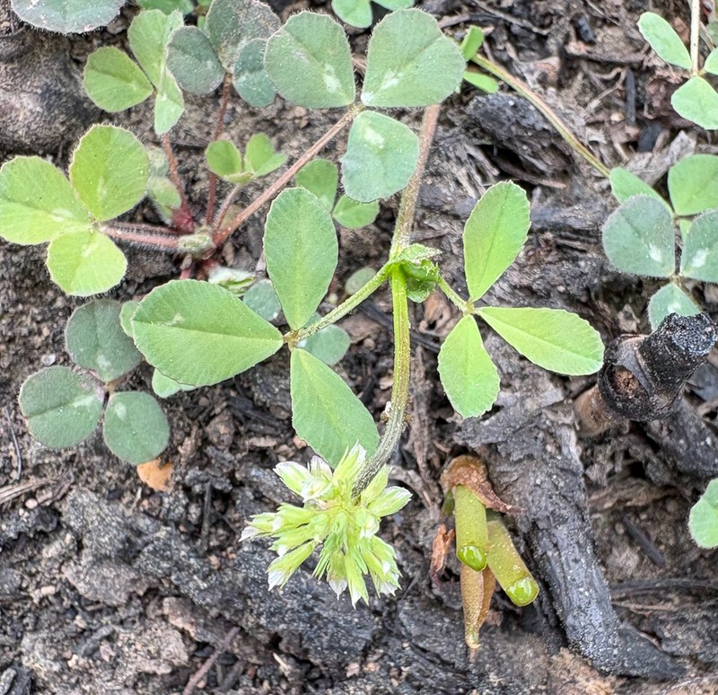 Carolina Clover photo 5