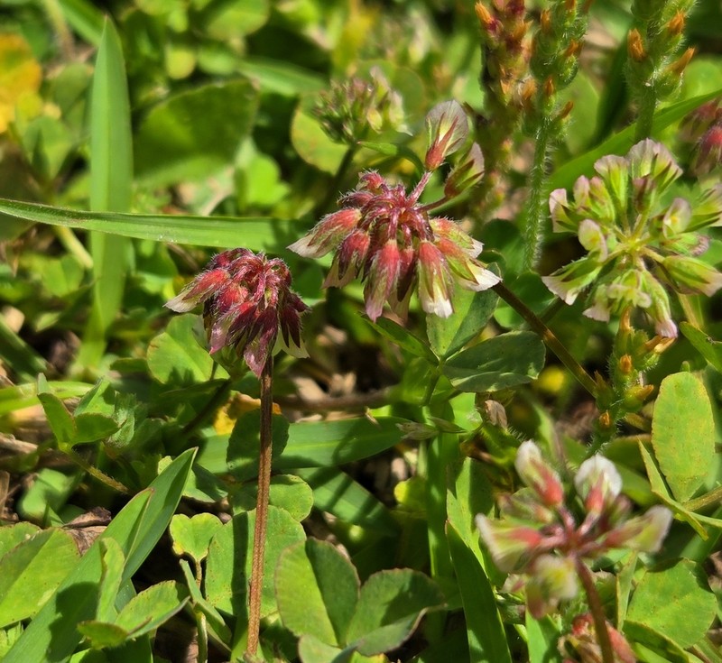 Carolina Clover photo 6
