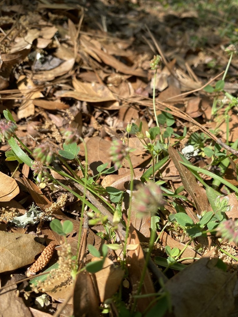 Carolina Clover photo 7