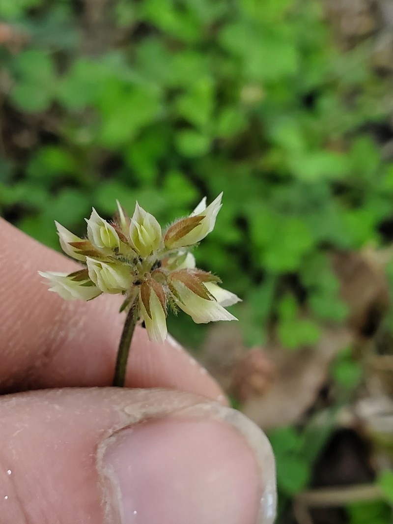 Carolina Clover photo 8