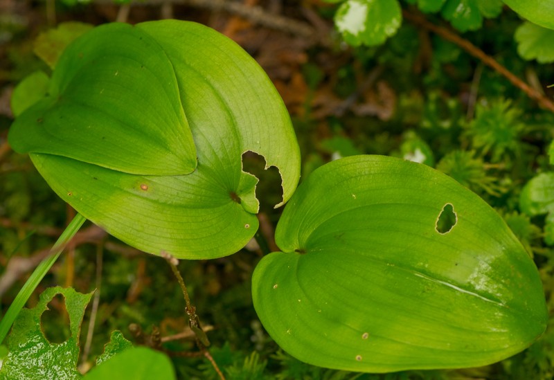 Carolina Clover photo 2
