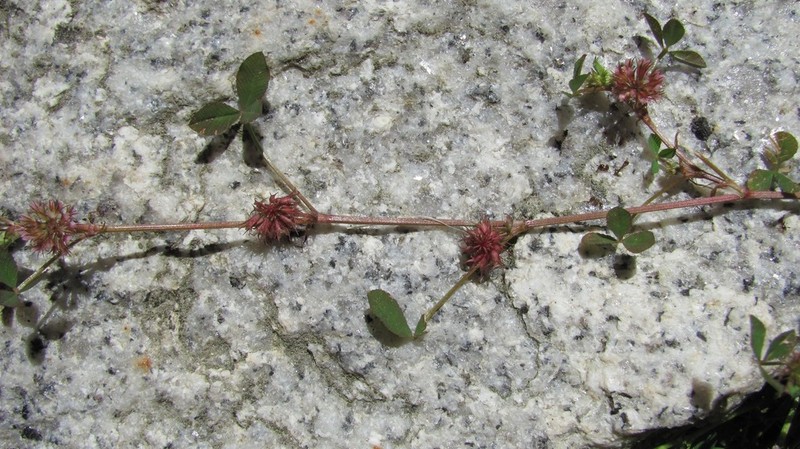 Nodding Clover