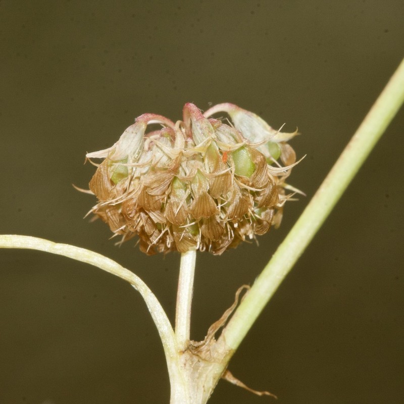 Nodding Clover photo 2