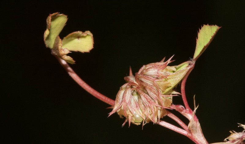 Nodding Clover photo 3