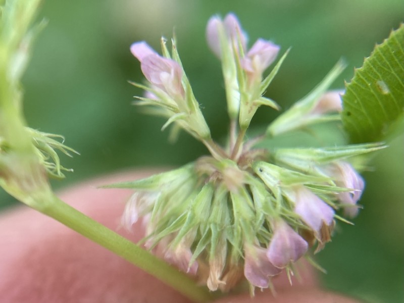 Nodding Clover photo 4