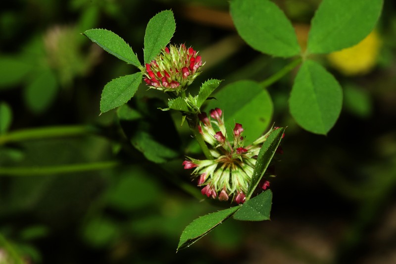 Nodding Clover photo 5