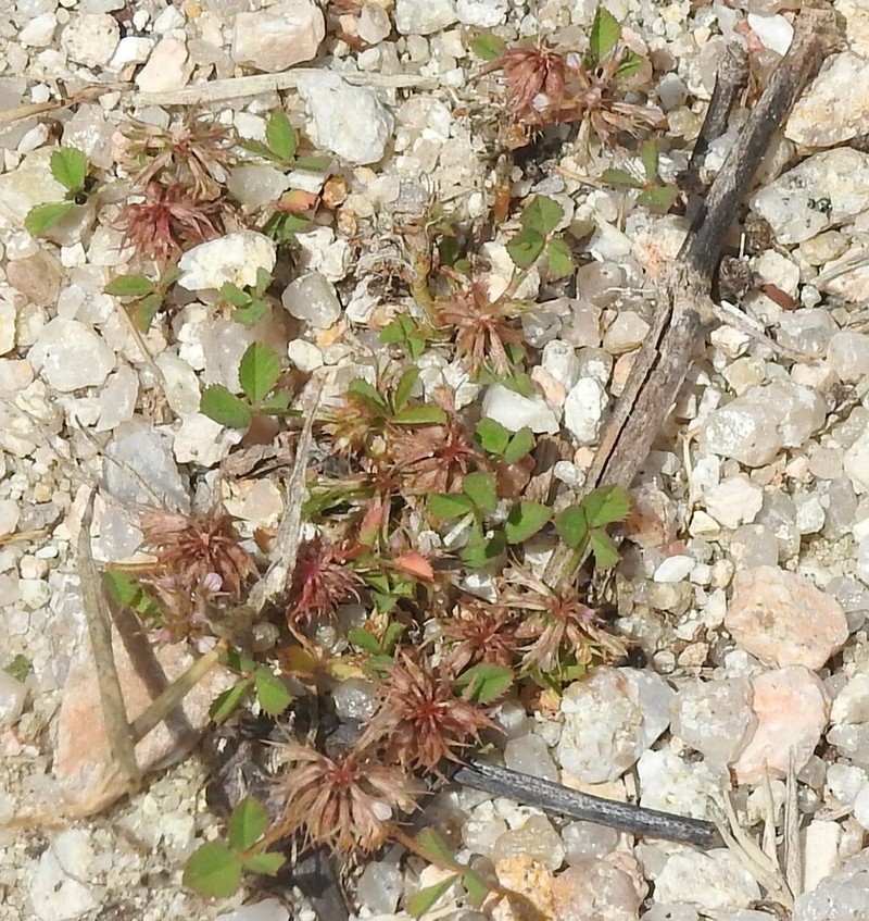 Nodding Clover photo 6
