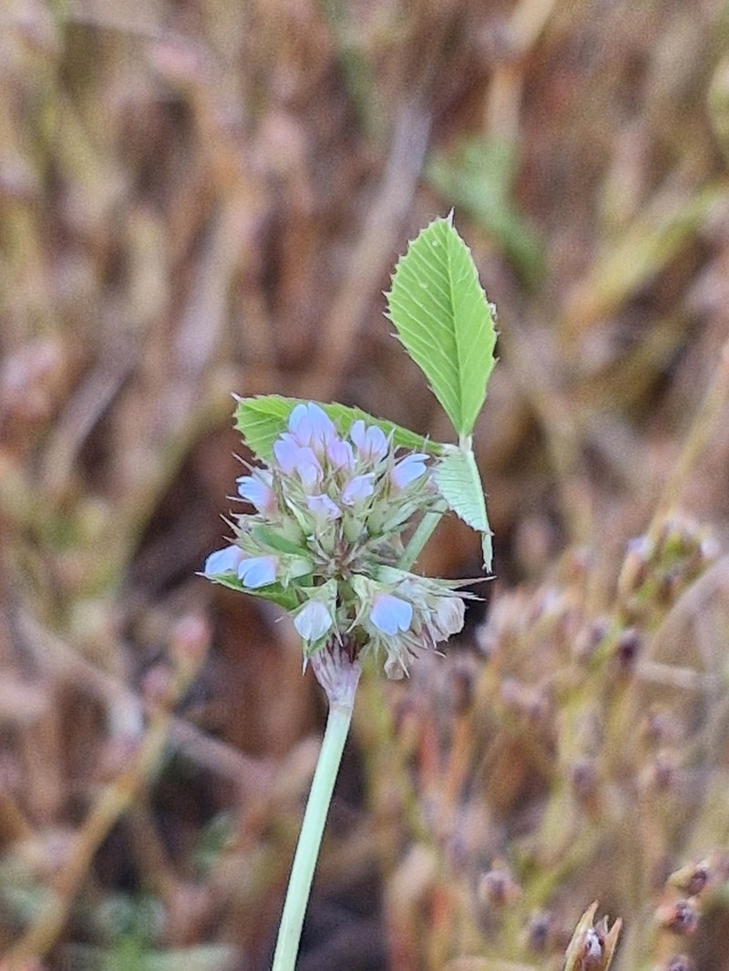 Nodding Clover photo 7