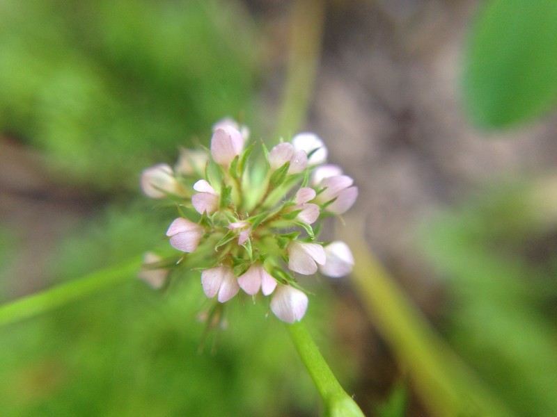 Nodding Clover photo 8